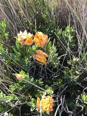 Liparia splendens comantha