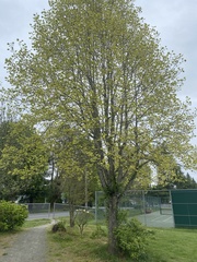 Liriodendron tulipifera