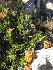 Liparia splendens comantha