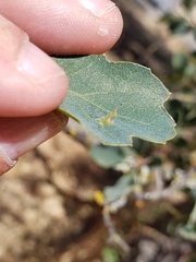 Andricus opertus