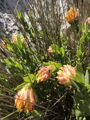 Liparia splendens comantha