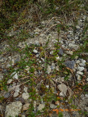 Samolus repens repens