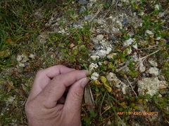 Samolus repens repens