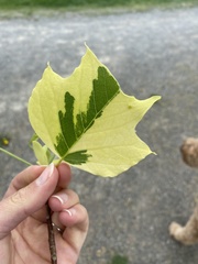 Liriodendron tulipifera