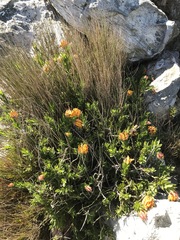 Liparia splendens comantha