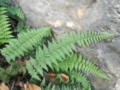 Myriopteris microphylla