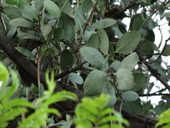 Struthanthus interruptus