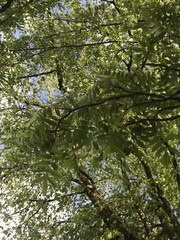 Fraxinus excelsior
