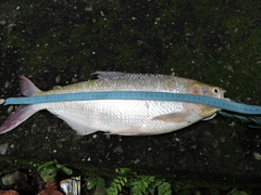 Brycon moorei