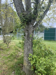 Liriodendron tulipifera