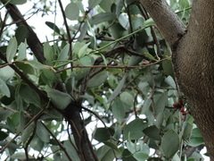 Struthanthus interruptus