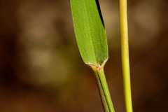 Cottea pappophoroides