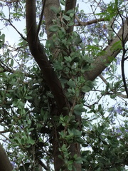 Struthanthus interruptus