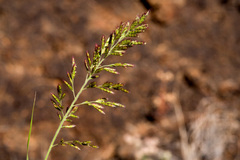 Cottea pappophoroides