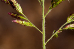 Cottea pappophoroides