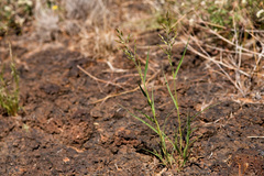 Cottea pappophoroides