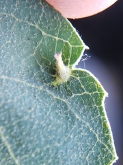 Andricus opertus