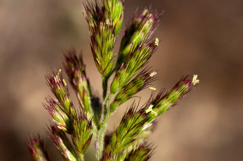 cotta grass (Cottea pappophoroides)