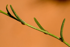 Corispermum americanum