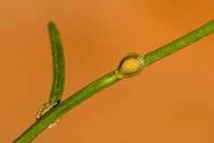 Corispermum americanum