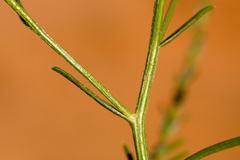 Corispermum americanum