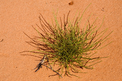 Corispermum americanum