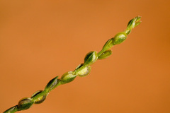 Corispermum americanum