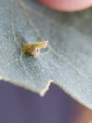 Andricus opertus