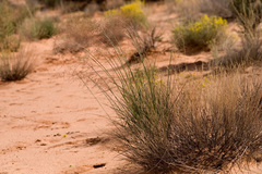 Sporobolus flexuosus