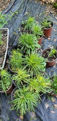 Liatris elegans elegans