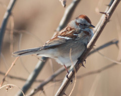 Spizelloides arborea