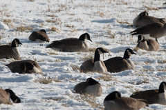 Branta canadensis