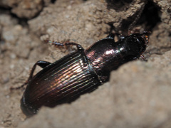 Harpalus distinguendus