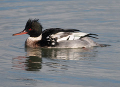 Mergus serrator
