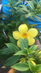 Allamanda cathartica
