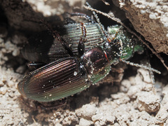 Harpalus distinguendus