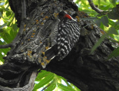 Dryobates nuttallii