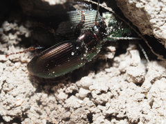 Harpalus distinguendus