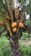 Cocos nucifera
