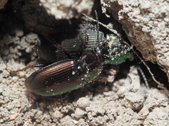 Harpalus distinguendus