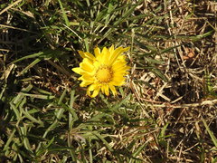 Grindelia scorzonerifolia
