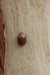 Paropsisterna intacta