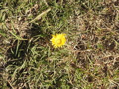 Grindelia scorzonerifolia