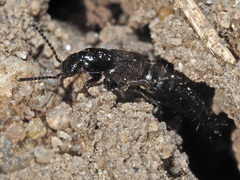 Philonthus concinnus