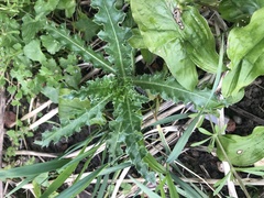 Cirsium arvense