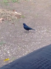 Molothrus bonariensis