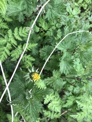 Taraxacum officinale