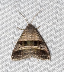 Ozarba punctigera