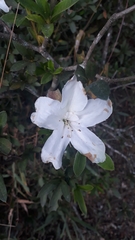 Angiospermae