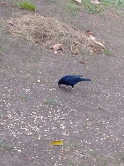 Molothrus bonariensis